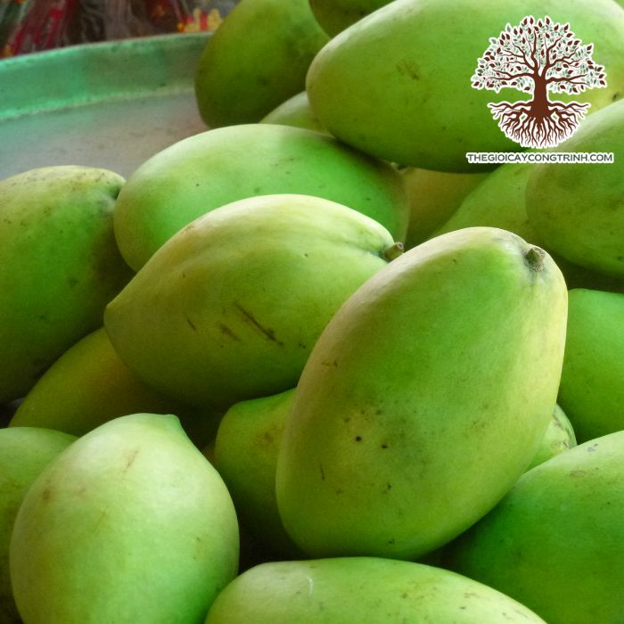 Cây Xoài Cát Hòa Lộc Giống 8 cây xoài cát hòa lộc