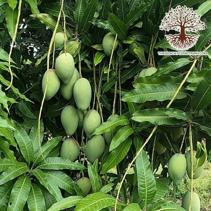 Cây Xoài Cát Hòa Lộc Giống 9 cây xoài cát hòa lộc
