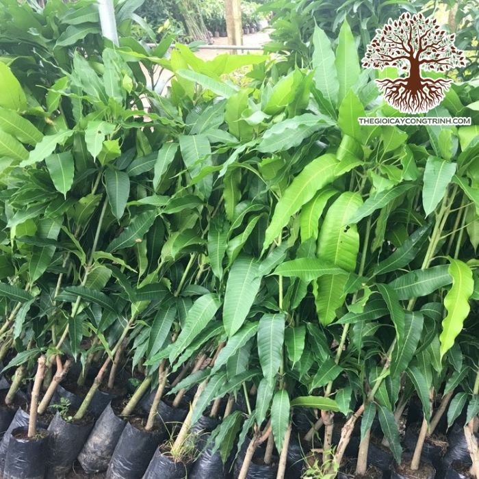 cây xoài cát hòa lộc
