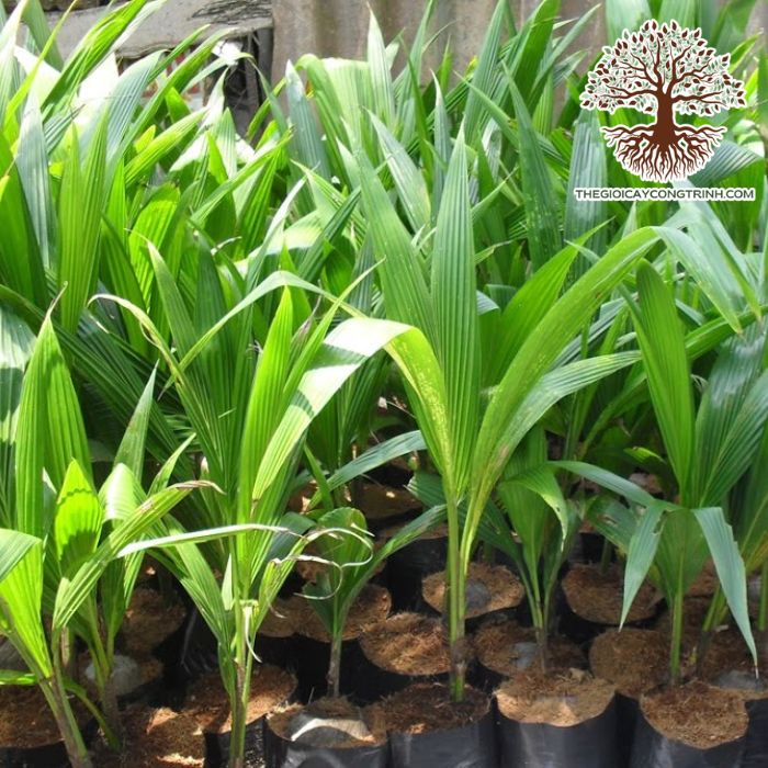 cây dừa xiêm xanh