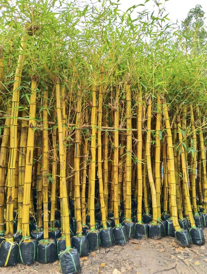 Cây tre vàng