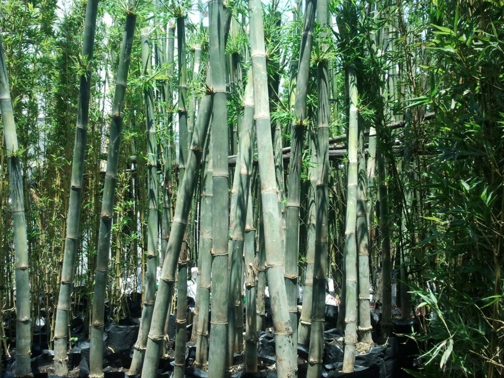 cay tam vong 2