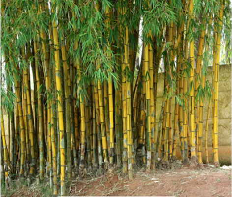 tre vang