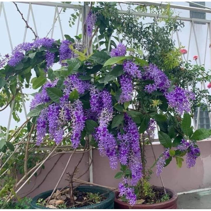 Cây hoa mai xanh